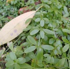 Galium palustre