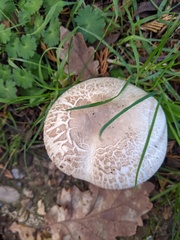 Agaricus xanthodermus