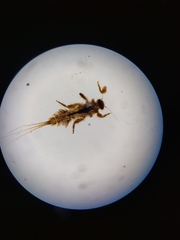 Ephemerellidae