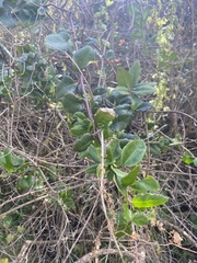 Ercilla spicata