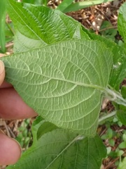 Urera baccifera