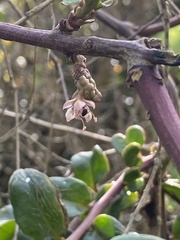 Ercilla spicata