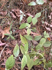 Pycnanthemum albescens