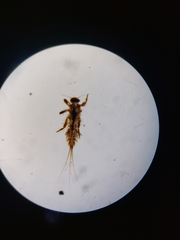 Ephemerellidae
