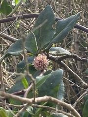 Ercilla spicata