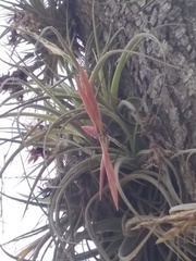 Tillandsia lorentziana