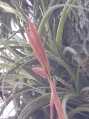 Tillandsia lorentziana