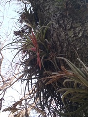 Tillandsia lorentziana
