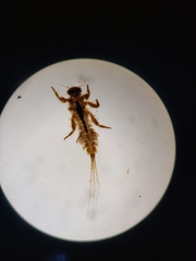 Ephemerellidae