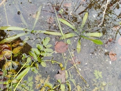 Alisma lanceolatum
