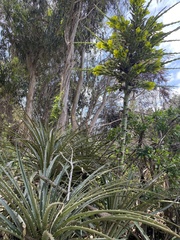Puya chilensis
