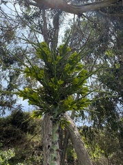 Puya chilensis