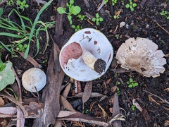 Agaricus xanthodermus