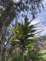 Puya chilensis