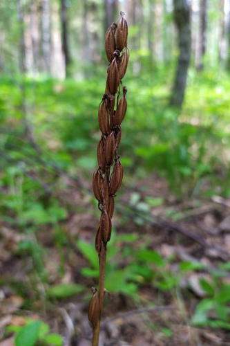 Lesser butterfly-orchid