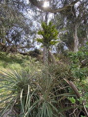 Puya chilensis
