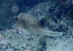 Arothron nigropunctatus