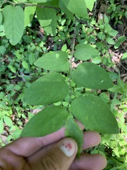 Celtis tenuifolia