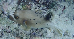 Arothron nigropunctatus