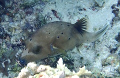 Arothron nigropunctatus