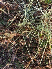 Digitaria sanguinalis