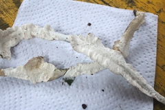 Trametes villosa