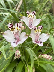 Alstroemeria pulchra