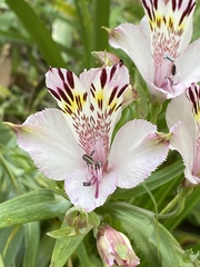 Alstroemeria pulchra