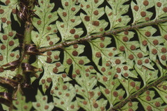 Polystichum silvaticum