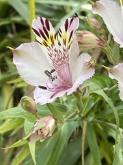 Alstroemeria pulchra