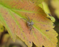 Xysticus