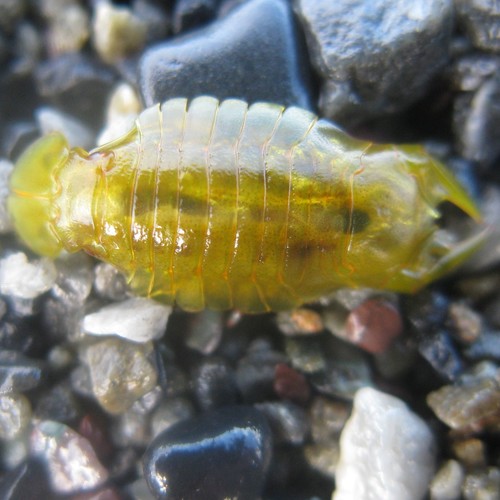 Amphoroidea longipes