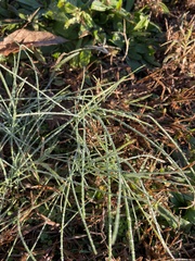 Digitaria sanguinalis