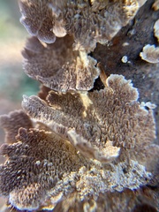Trichaptum biforme