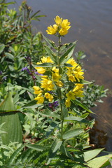 Lysimachia davurica