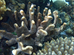Pocillopora grandis