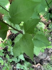 Ceanothus americanus