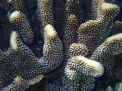 Pocillopora grandis