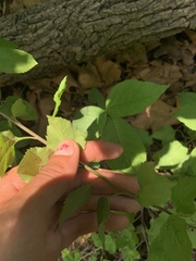Ceanothus americanus