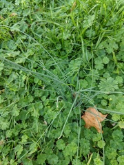 Allium vineale