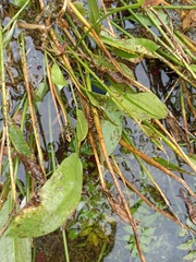 Alisma lanceolatum