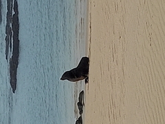 Arctocephalus pusillus pusillus