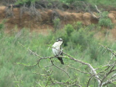 Chrysococcyx caprius