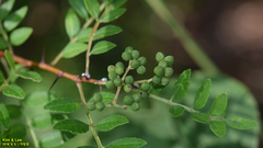 Zanthoxylum schinifolium