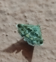 Acantholipes