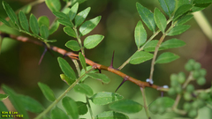 Zanthoxylum schinifolium