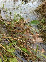 Alisma lanceolatum