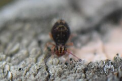 Dicyrtomina