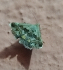 Acantholipes