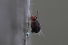 Dicyrtomina